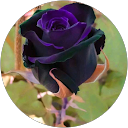 Erika Figueroa profile picture